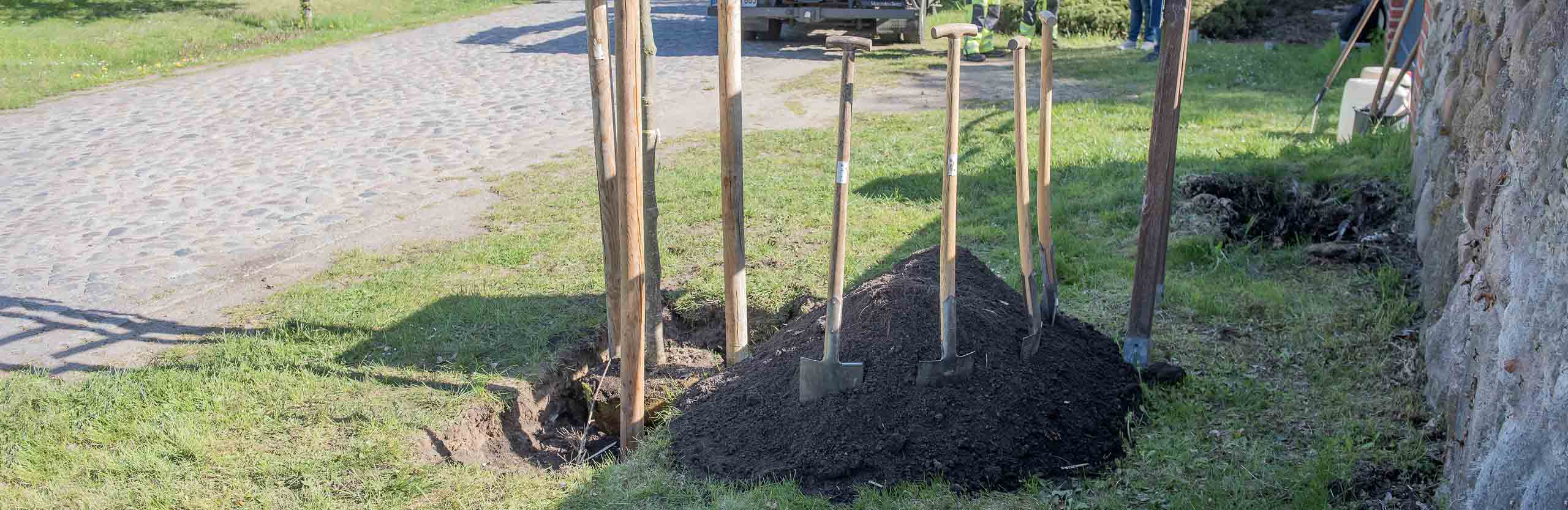 Baumpflanzung Hirschfelde Beitragsbild